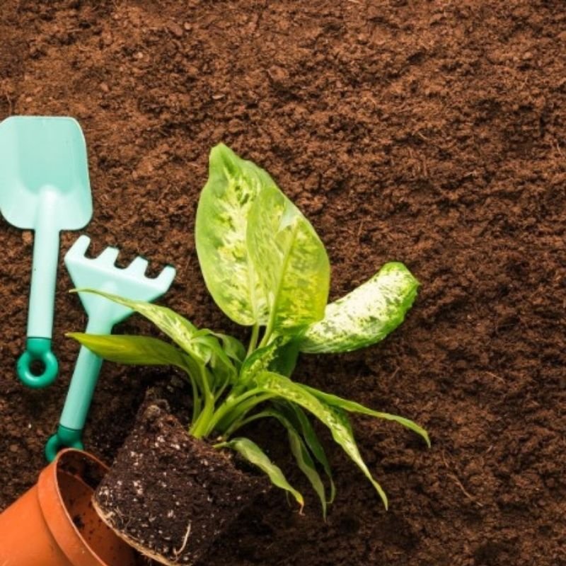 Outils de plantation et terreau