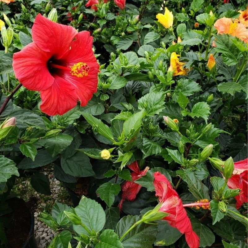 Jeunes plants en godets